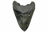 Fossil Megalodon Tooth - South Carolina #325766-2